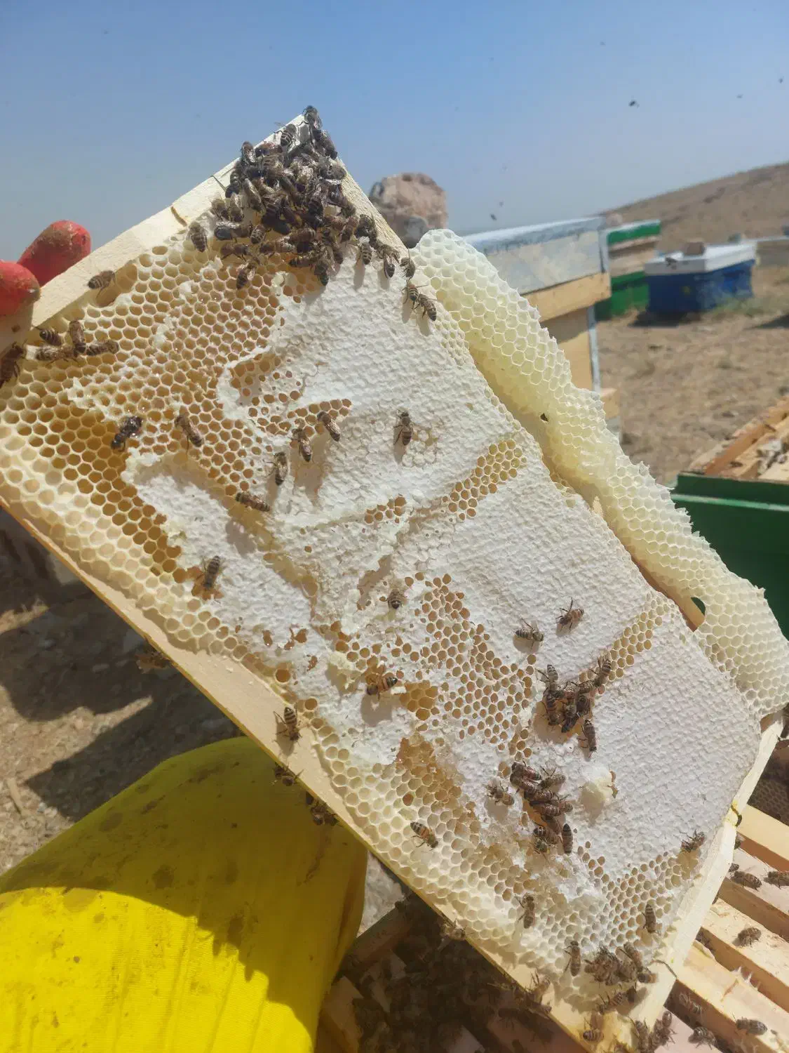 ۳۵ کیلو عسل طبیعی کوهستان|عمده‌فروشی|دهگلان, |دیوار