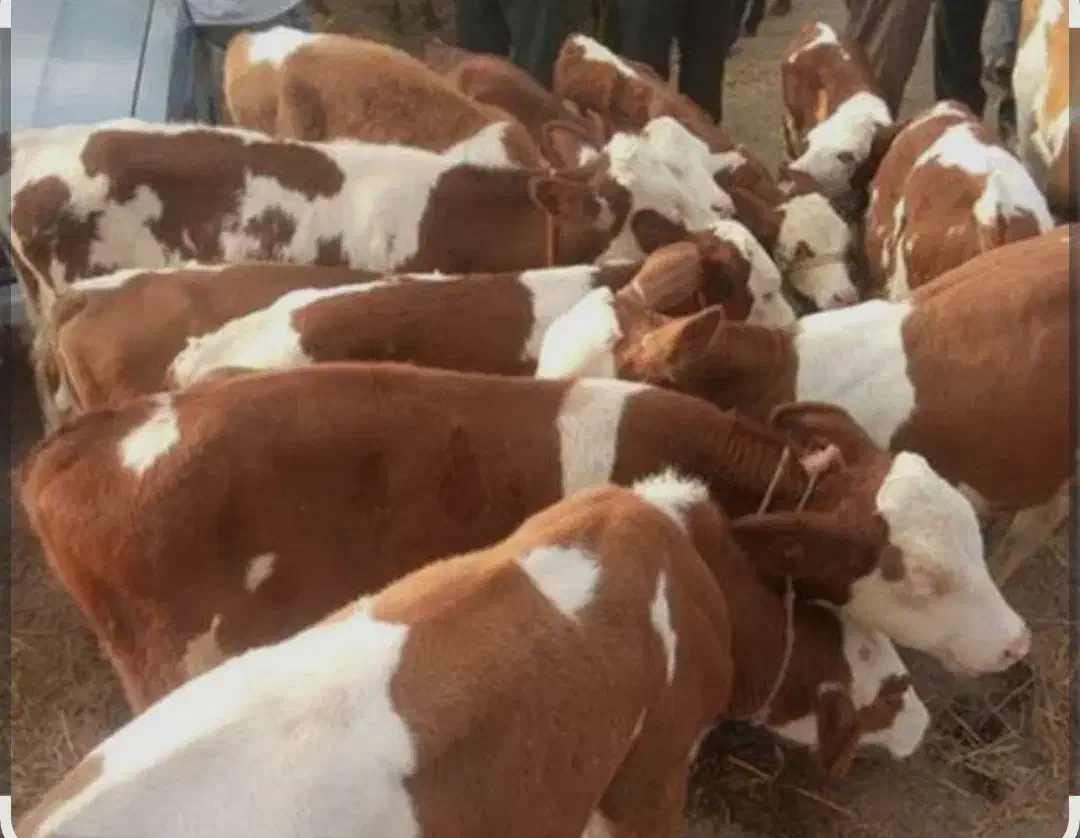 فروش انواع گوساله هایه پرواری و داشتی|حیوانات مزرعه|بندر ترکمن, |دیوار