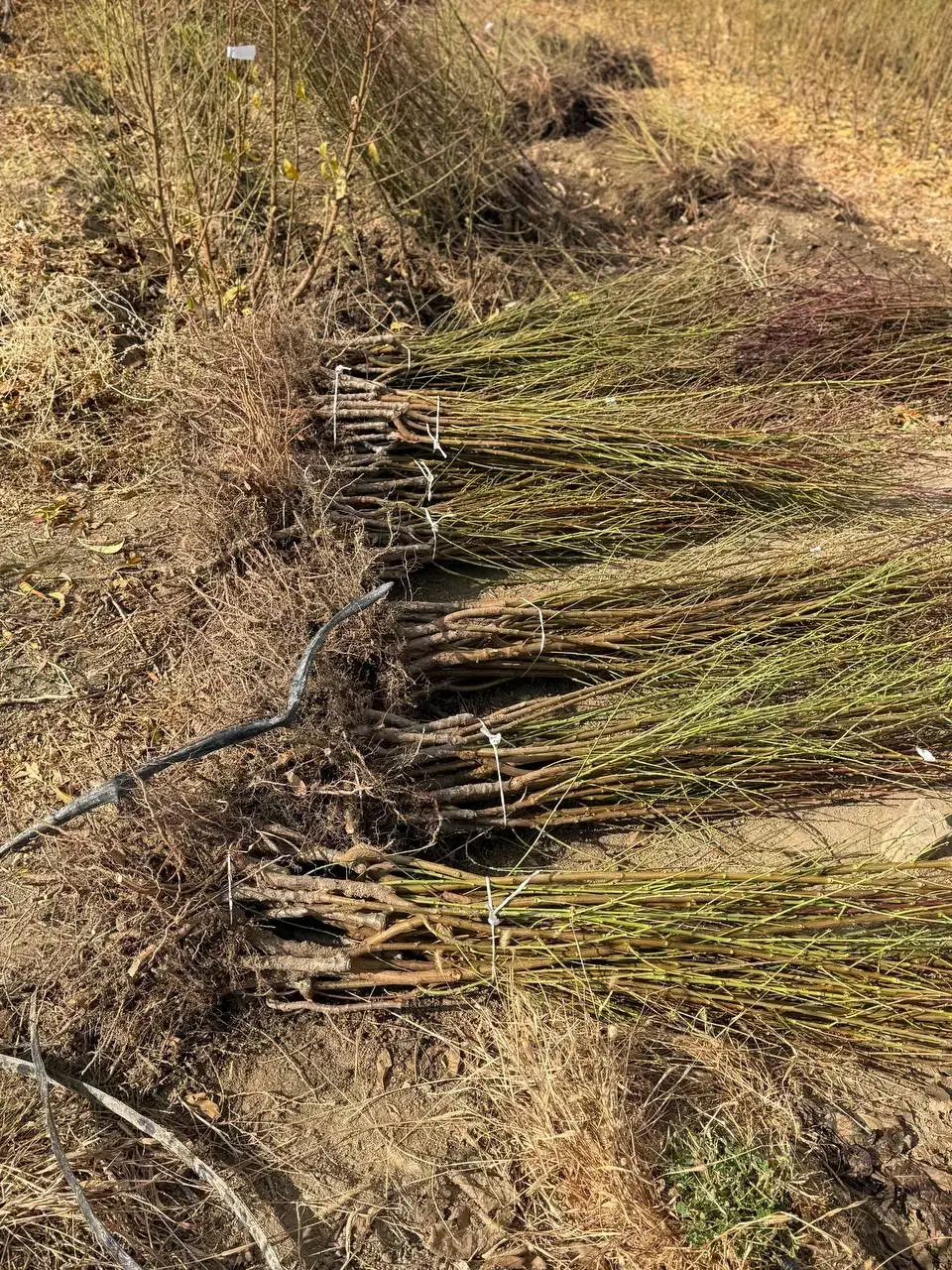 نهال بادام پویا با باردهی خوشه ای|خدمات باغبانی و درختکاری|یاسوج, |دیوار