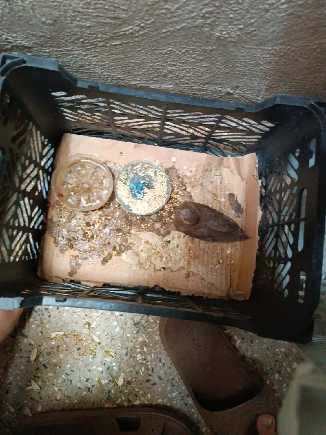 فنچ و کبوتر  باغی|پرنده|زاهدان, |دیوار