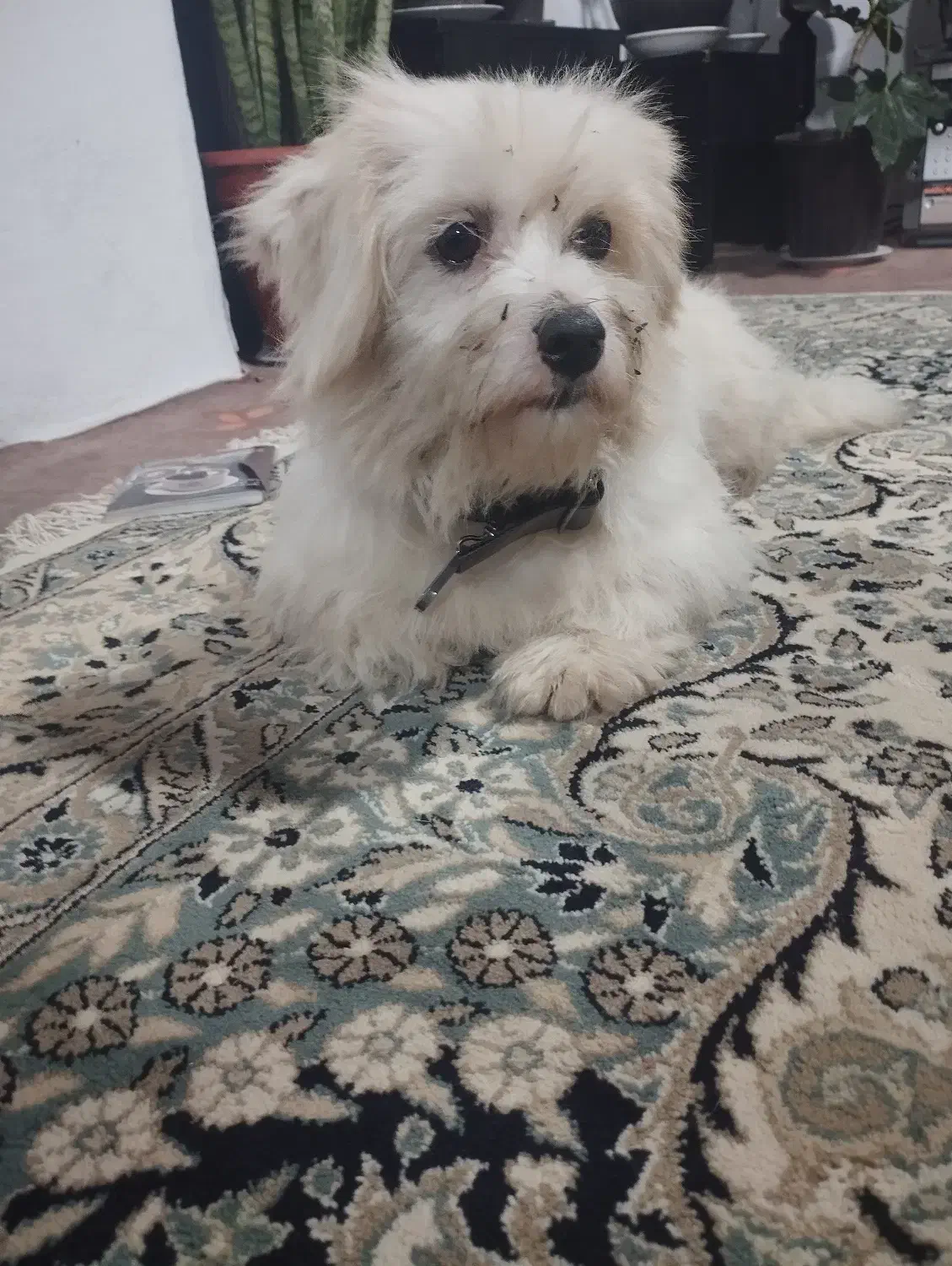 پیداشده|حیوانات|عباسآباد, |دیوار