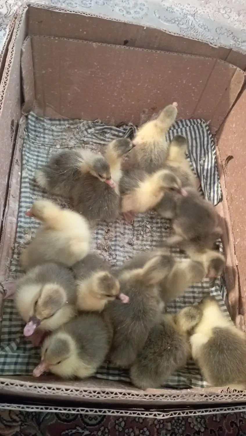 جوجه غاز تروتمیز سالم|حیوانات مزرعه|گتاب, |دیوار