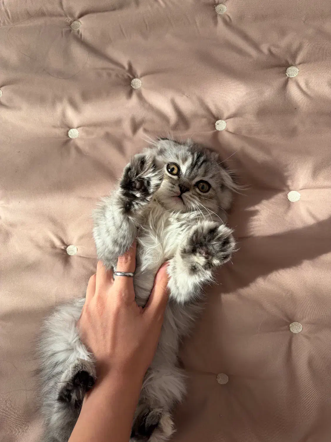 اسکاتیش لانگ هیر|گربه|تهران, فردوس|دیوار