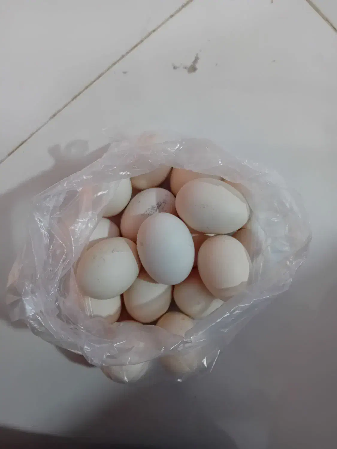 تخم‌مرغ|حیوانات مزرعه|گتوند, |دیوار