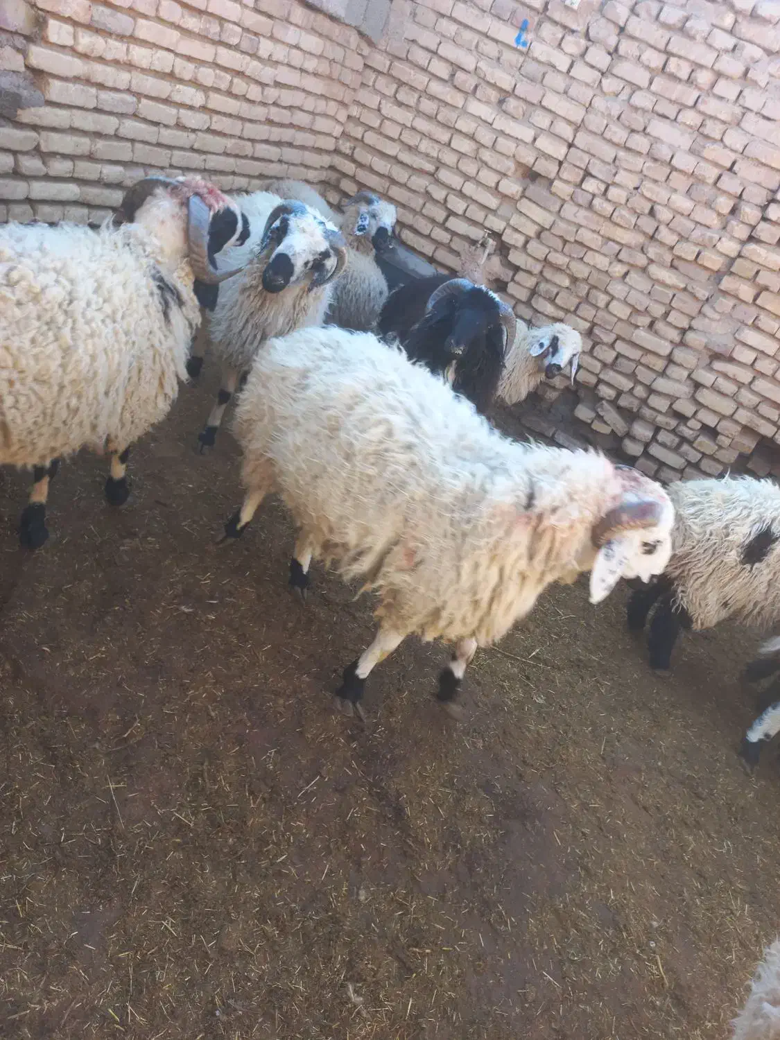 گوسفند بره  چاق|حیوانات مزرعه|رفسنجان, |دیوار
