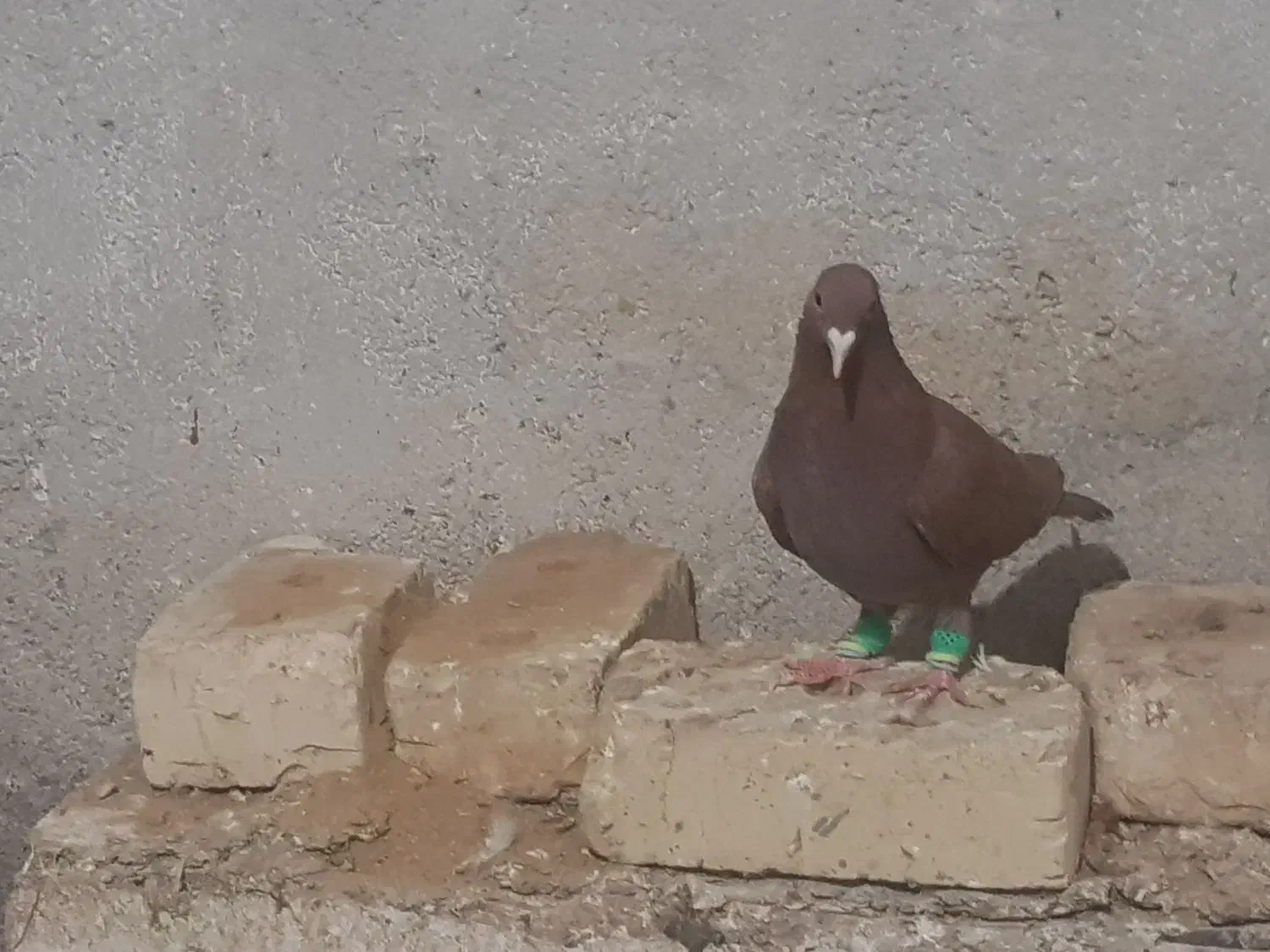 کفتر|پرنده|قوچان, |دیوار