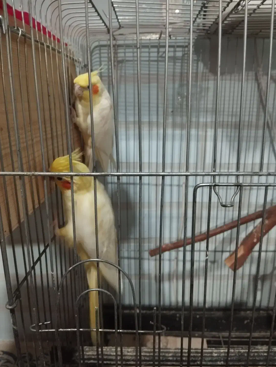 سلام ،یک جفت عروس هلندی مولد مست وسرحال|پرنده|قائمشهر, |دیوار