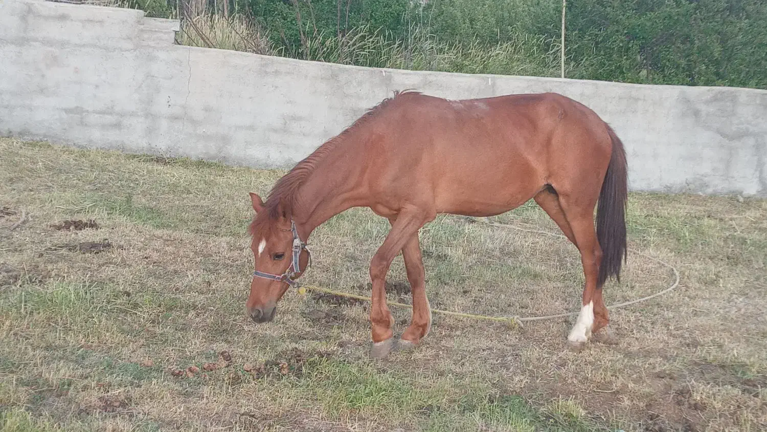 حیوانات|حیوانات مزرعه|هشترود, |دیوار