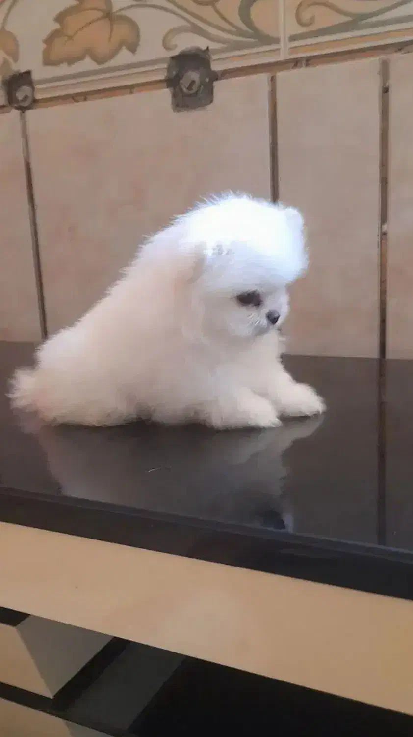 سه عدد سگ پامر خرسی اصیل|سگ|نسیم‌شهر, |دیوار