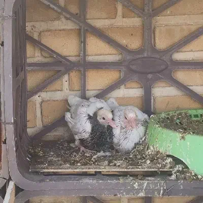 کبوتر طوقی کفتر کرمانشاهی|پرنده|جم, |دیوار