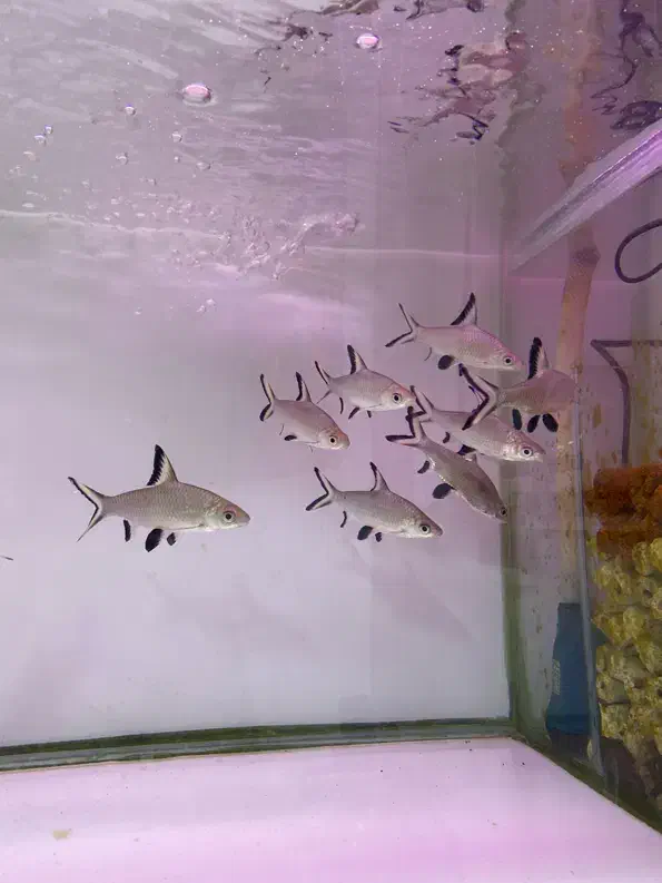 ماهی اکواریوم پروانه بار جدید شارژ شد|ماهی|مشهد, هدایت|دیوار