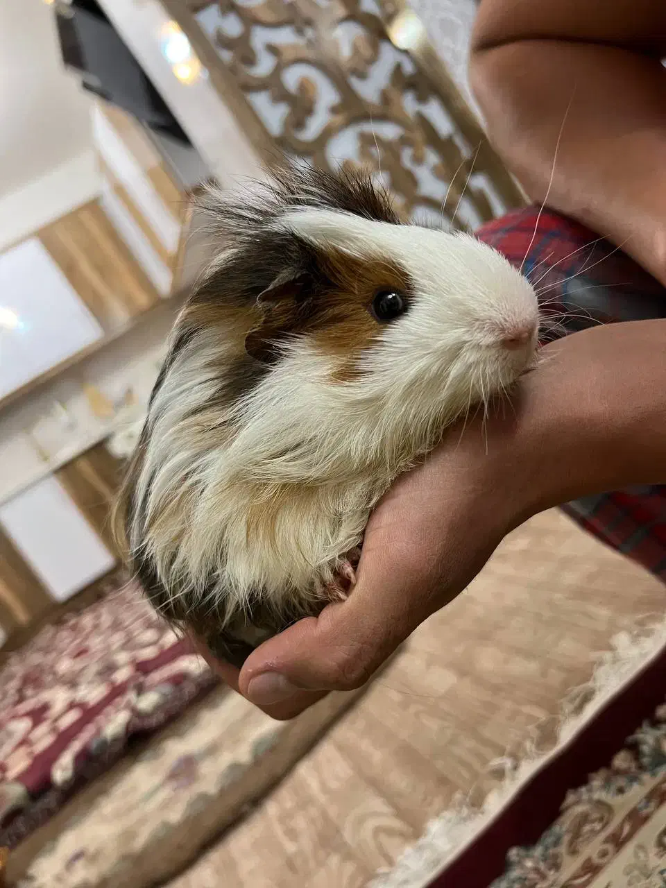 خوکچه هندی نر بالغ|موش و خرگوش|تبریز, |دیوار