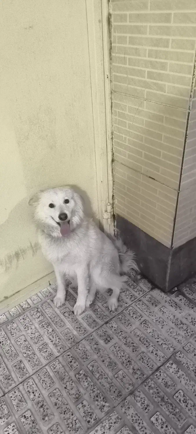 واگذاری سگ|سگ|کرمان, |دیوار