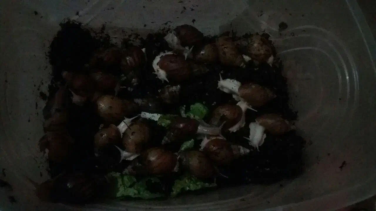 حلزون طبی|خزنده|کرج, خرمدشت|دیوار