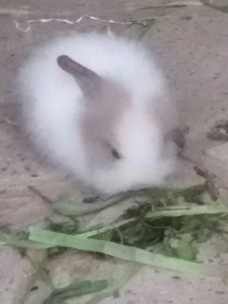 خرگوش فروشی|موش و خرگوش|خلیل آباد, |دیوار