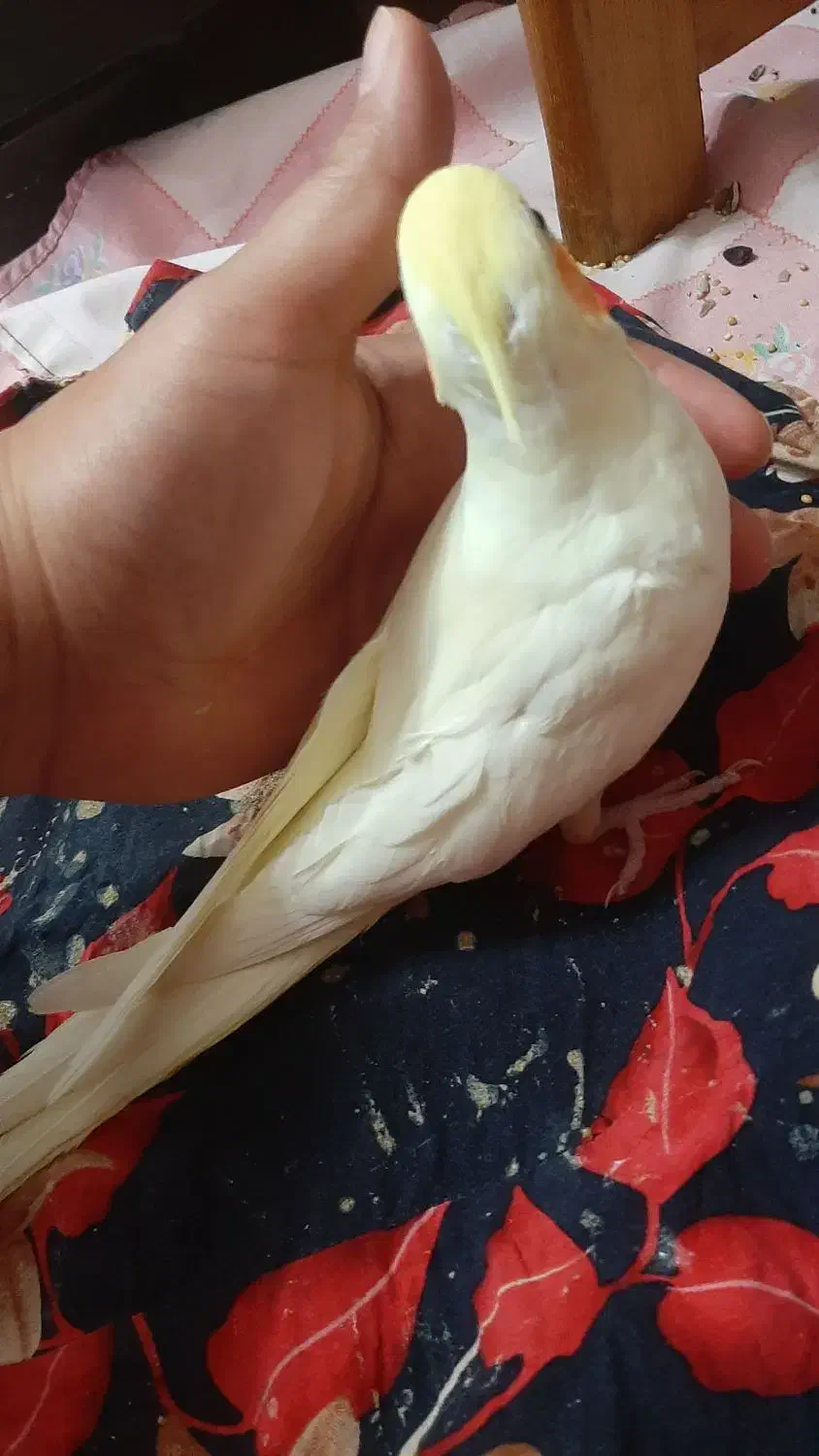 عروس هلندی|پرنده|صومعه‌سرا, |دیوار