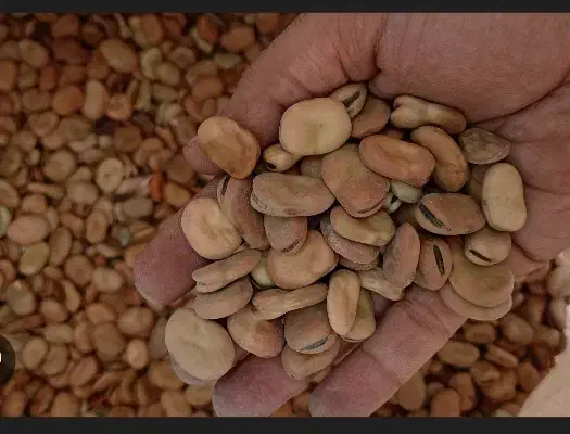 بذر باقله|خدمات باغبانی و درختکاری|دره شهر, |دیوار