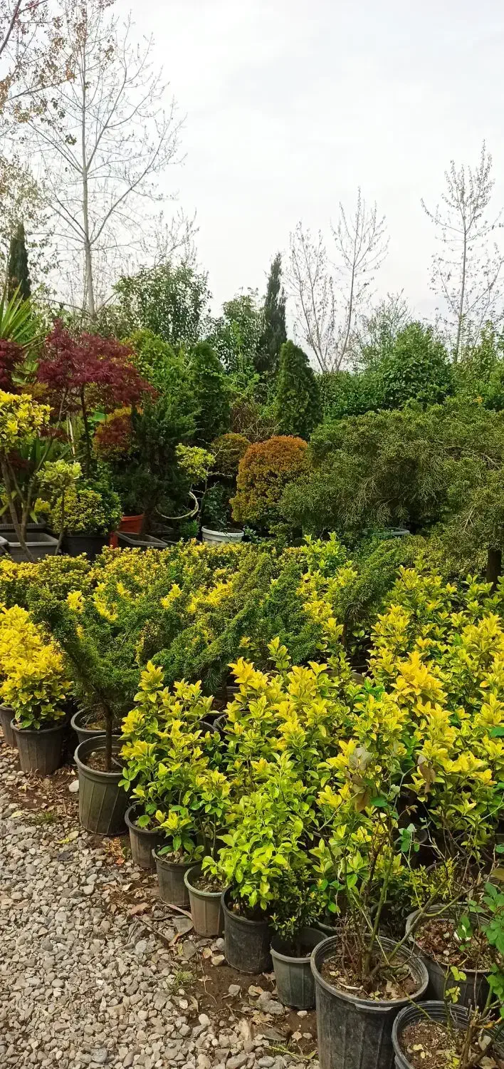 حراج نهال کرج درختچه شمال|گل و گیاه طبیعی|ازنا, |دیوار