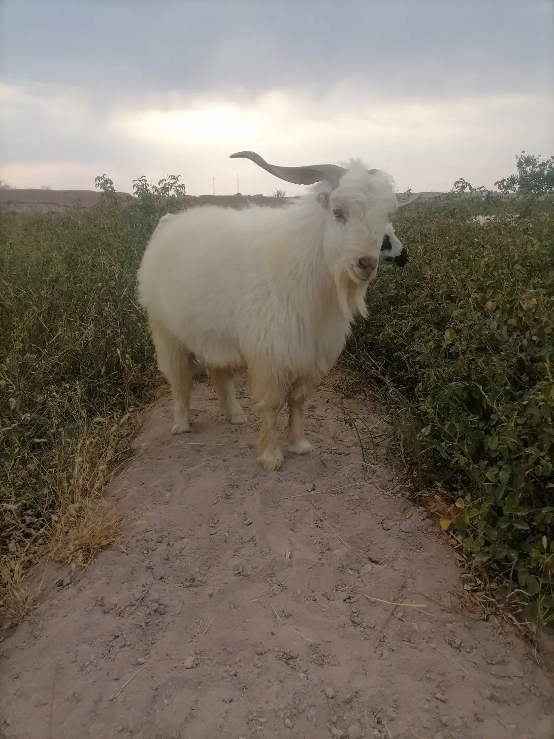 کره نر|حیوانات مزرعه|نگار, |دیوار