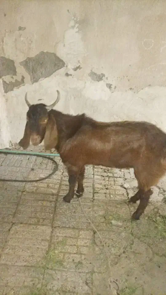 گوسفند، نر|حیوانات مزرعه|ایرانشهر, |دیوار