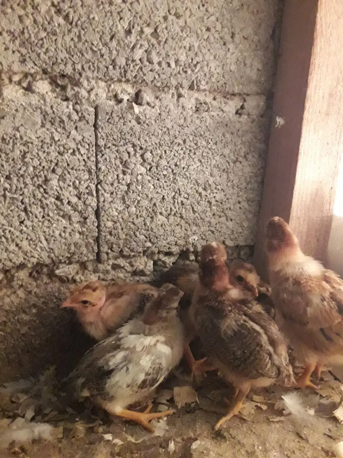 ۱۷عدد جوجه کاکلی وگردن لختی ومحلی|حیوانات مزرعه|لنگرود, |دیوار