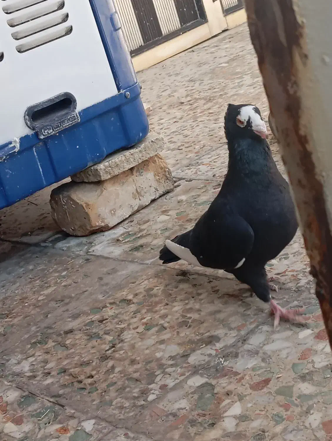 کفتر|پرنده|مرودشت, ابوذر شمالی|دیوار