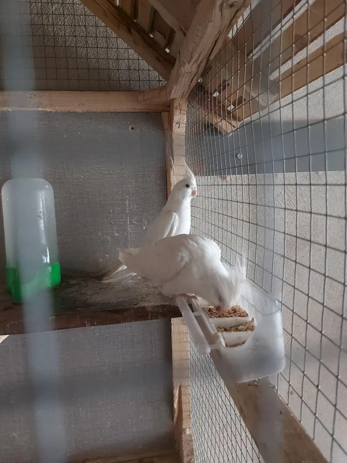 عروس هلندی البینو سیامون معاوضه قناری بخون|پرنده|مشکین‌دشت, |دیوار