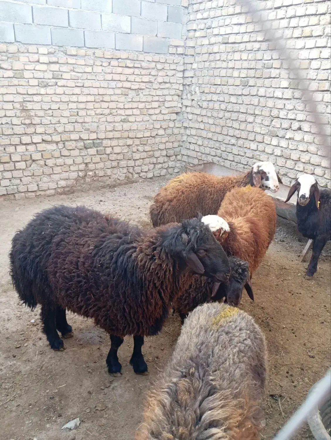 قوچ هترو|حیوانات مزرعه|چناران, |دیوار