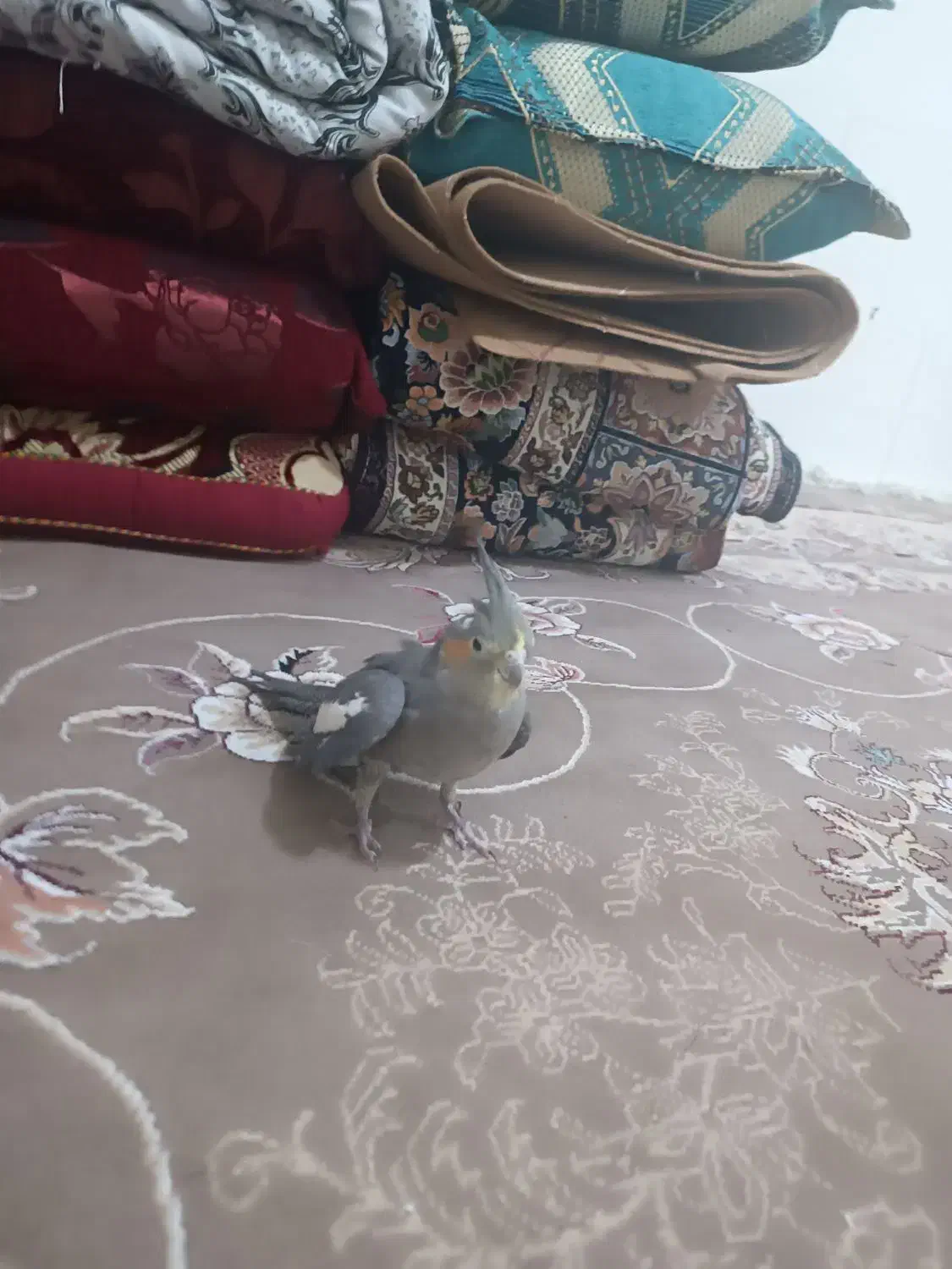 عروس هلندی|پرنده|فلارد, |دیوار