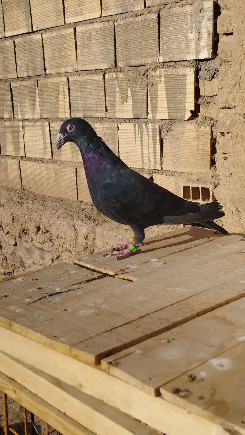 زاغ|پرنده|شاهرود, |دیوار