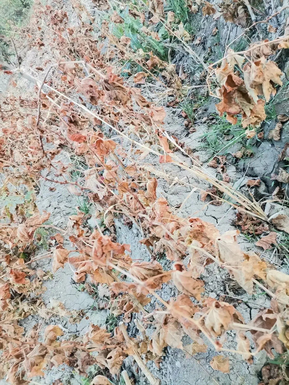 نهال گردو و انگور و بید مجنون|خدمات باغبانی و درختکاری|نوشین شهر, |دیوار