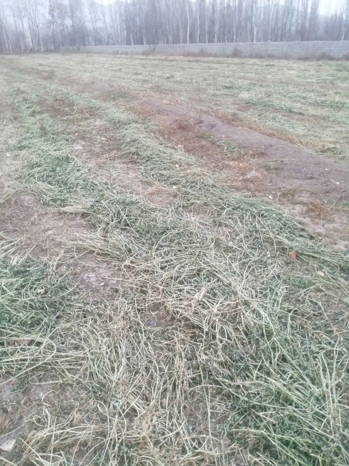 شنبله علف یونجه|لوازم جانبی حیوانات|خوی, |دیوار