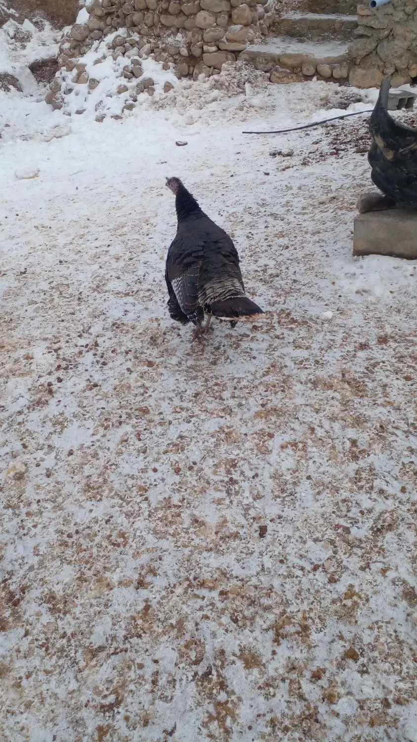 بوقلمون ماده|حیوانات مزرعه|شیروان (خراسان), |دیوار