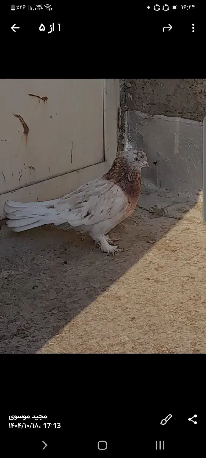 دو عدد کبوتر|پرنده|مشکین‌دشت, |دیوار