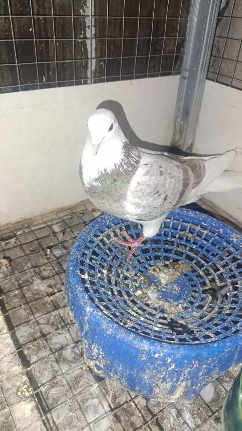 کبوترشازده نر گرفتنی|حیوانات|گنبد کاووس, |دیوار