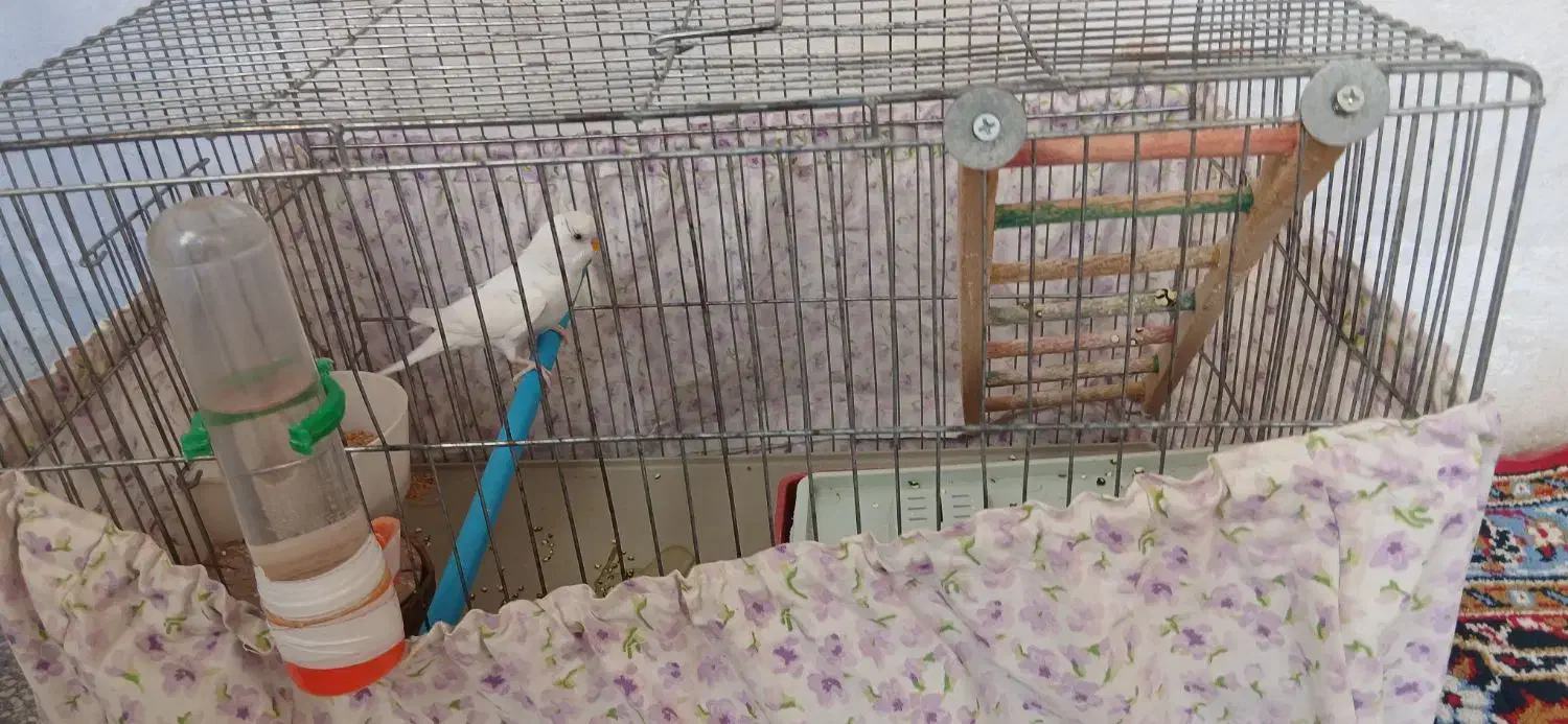 مرغ عشق نر|پرنده|کرمانشاه, |دیوار