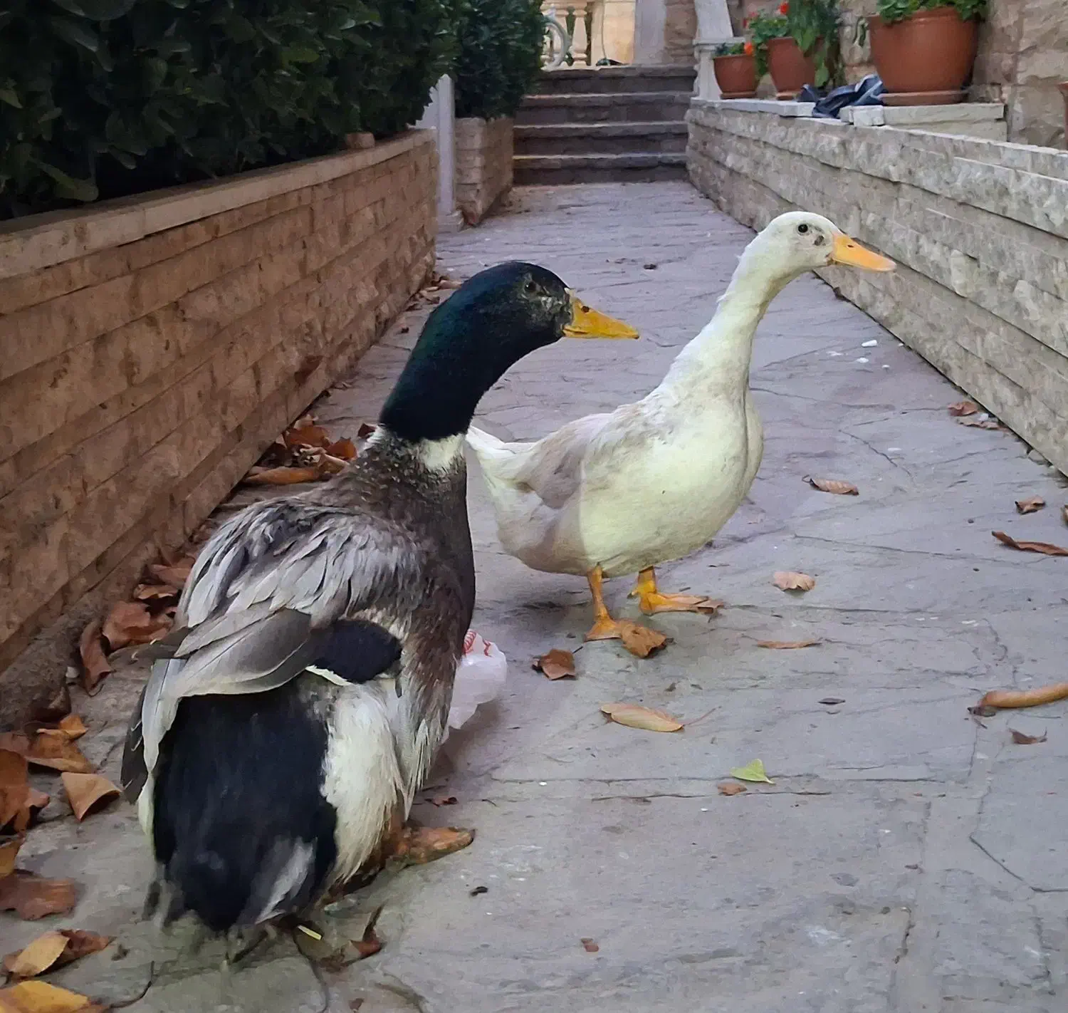 دو عدد اردک|حیوانات مزرعه|لواسان, |دیوار