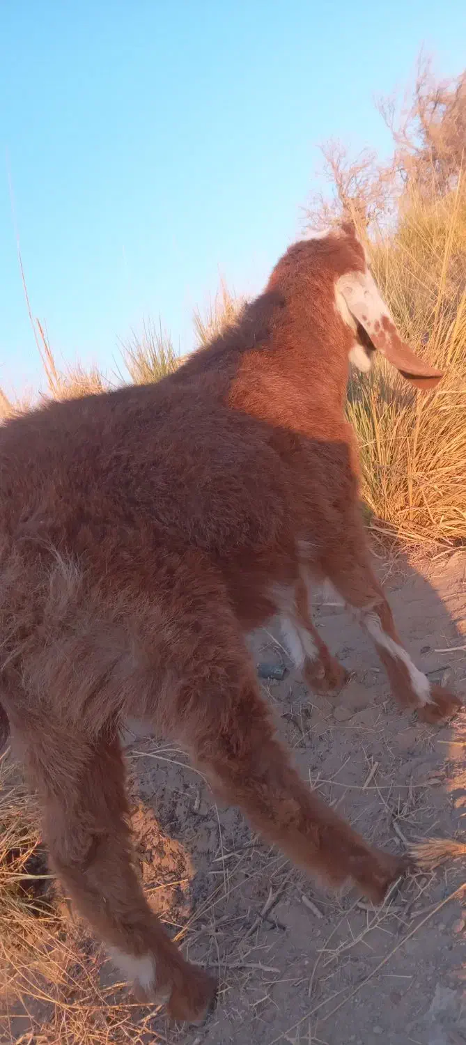 کهره ماده جملی زاه لنگ ۲تایی|حیوانات مزرعه|هامون, |دیوار
