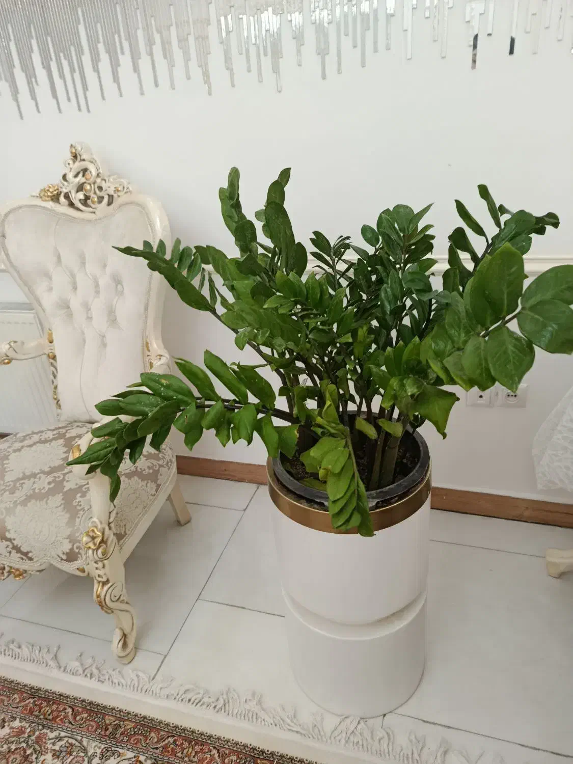 گل زامفولیا|گل و گیاه طبیعی|تهران, افسریه شمالی|دیوار