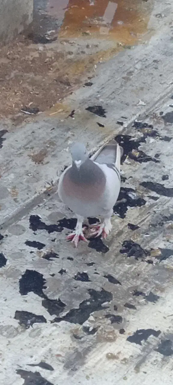 کبوتر جمعن ۲ تومن|پرنده|ملکان, |دیوار