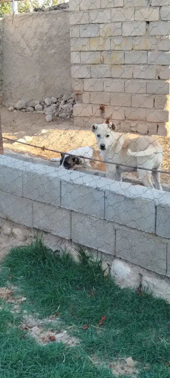 توله نر خراسانی|سگ|آشخانه, |دیوار