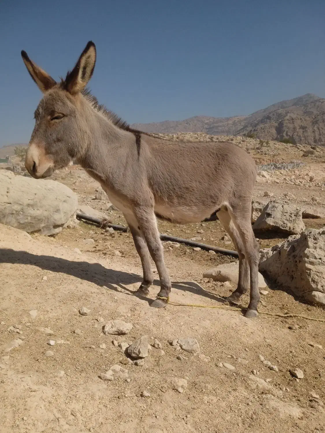 خرنرسهسال|حیوانات مزرعه|نورآباد ممسنی, |دیوار