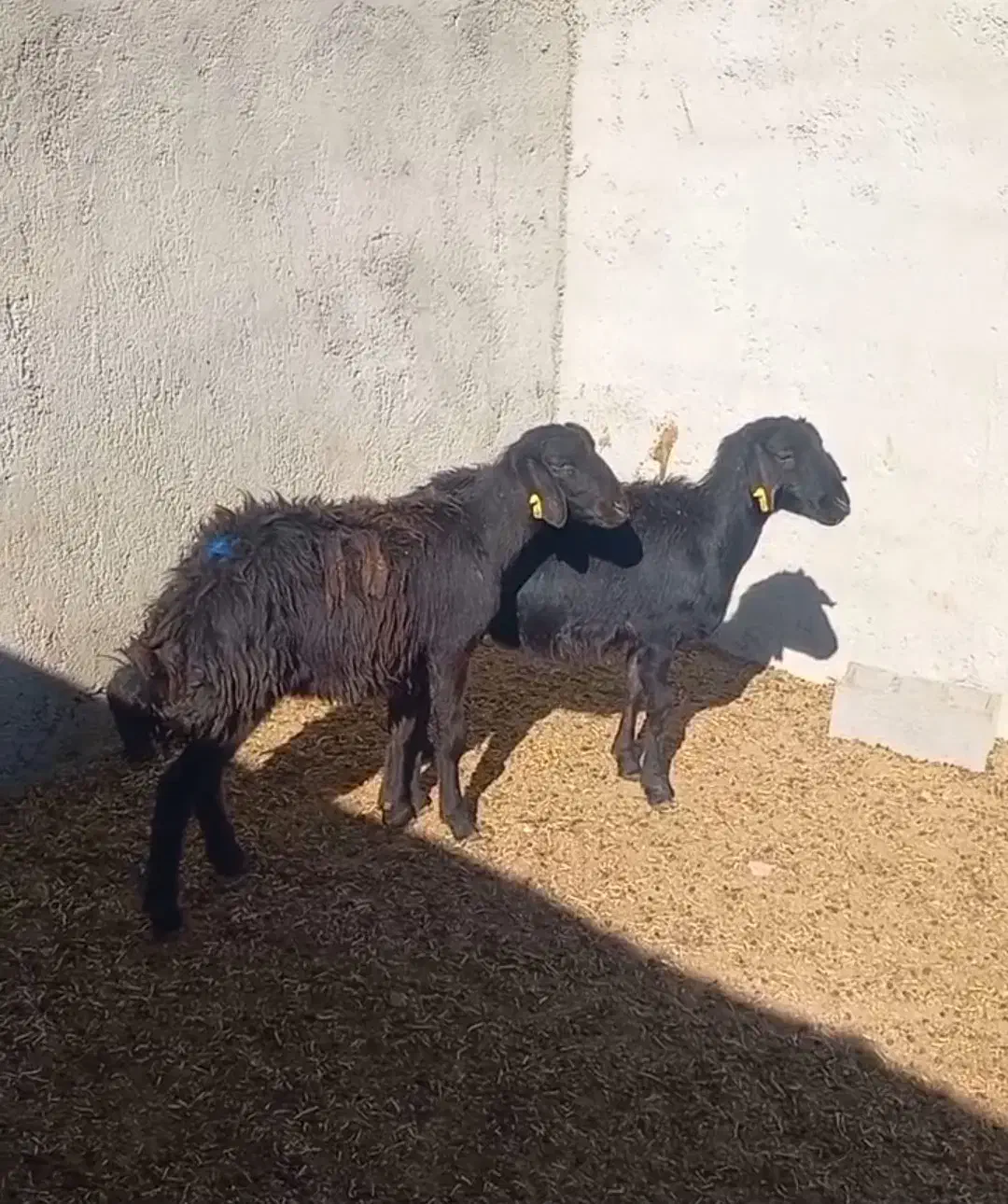 شیشک قره قزل|حیوانات مزرعه|شاهرود, |دیوار