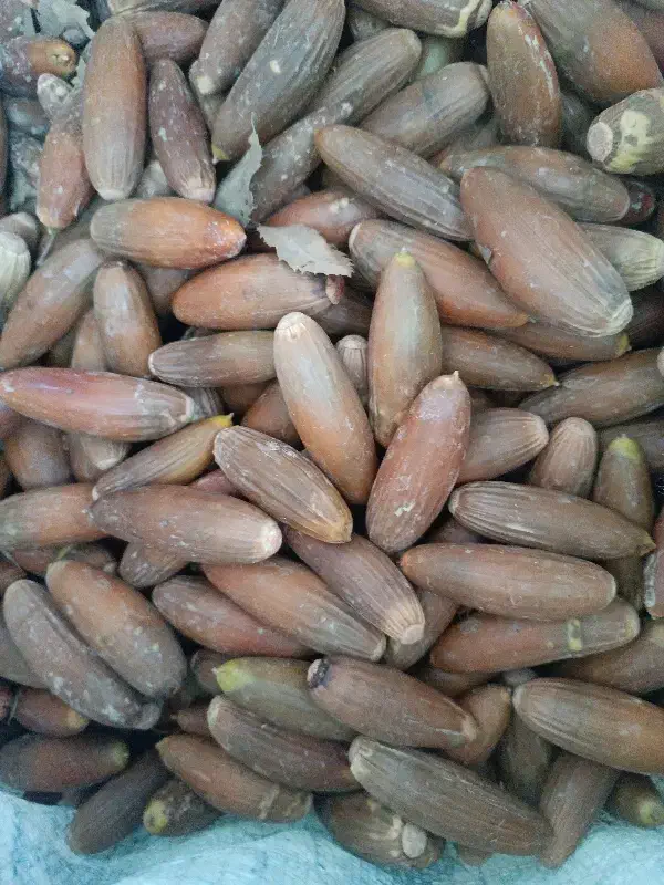 تمبر بلوطی|کلکسیون سکه، تمبر، اسکناس|نورآباد, |دیوار