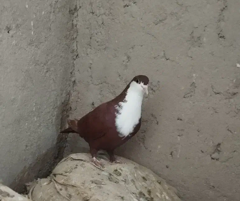 ۴عدد کبوتر فروشی|پرنده|نیمروز, |دیوار