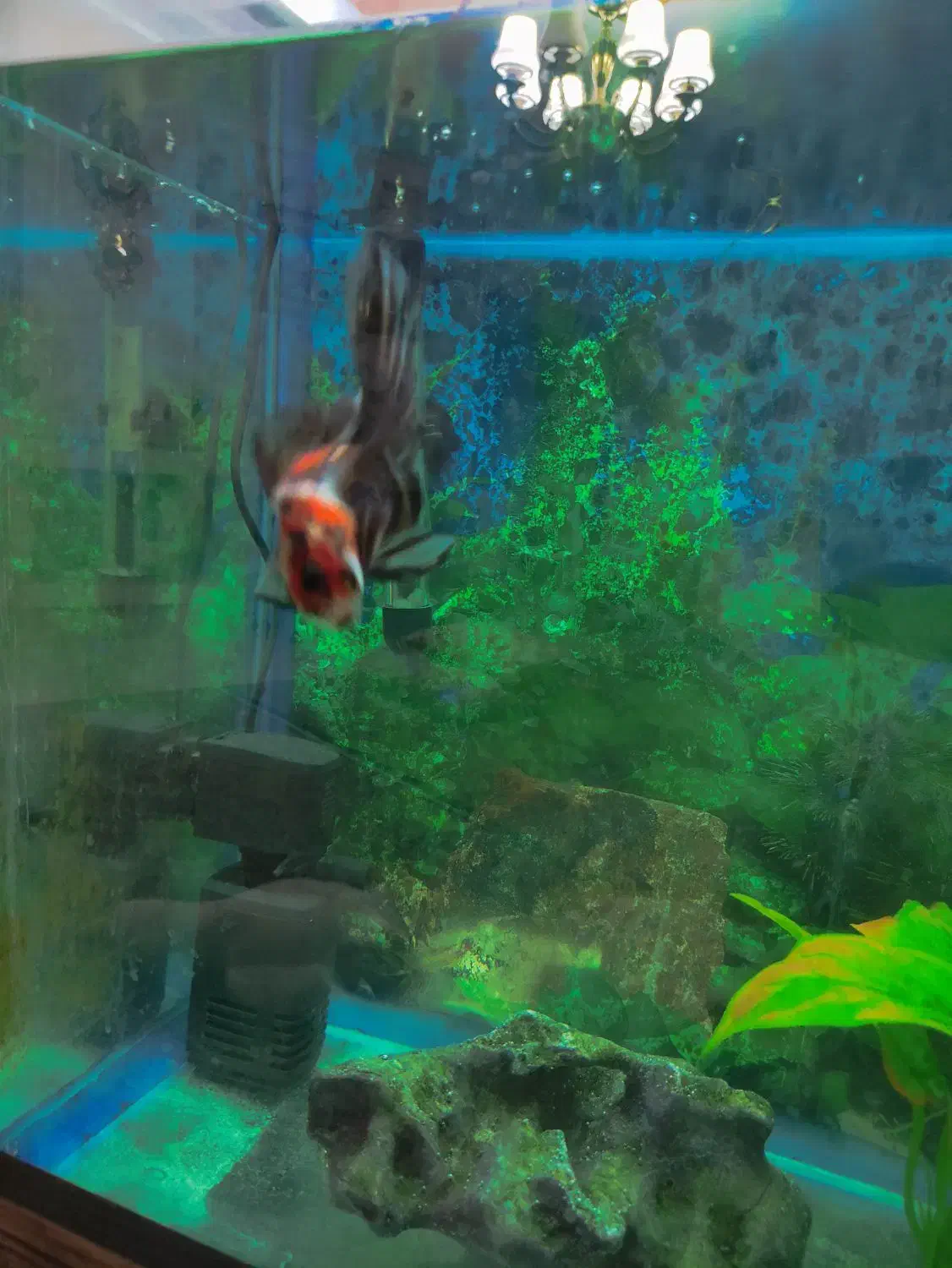 اکواریوم 100 لیتری|ماهی|پرند, فاز ۲|دیوار