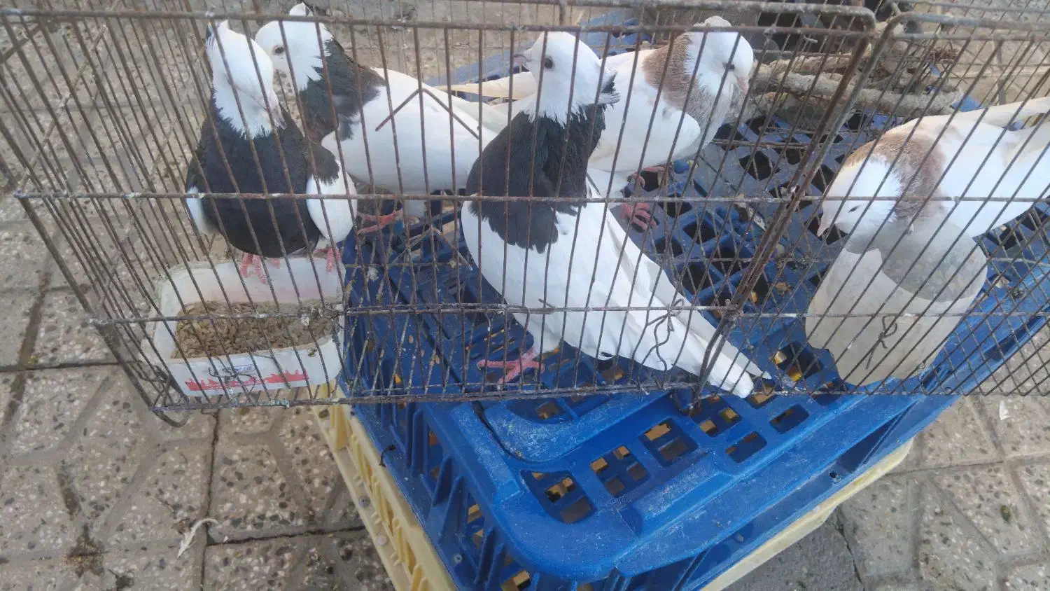 کبوتر طوقی|پرنده|دره شهر, |دیوار