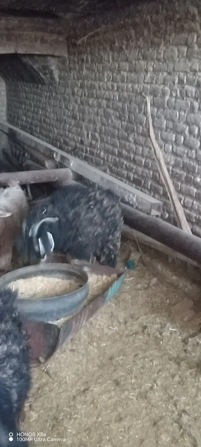 بزغاله نر|حیوانات مزرعه|بیرجند, |دیوار