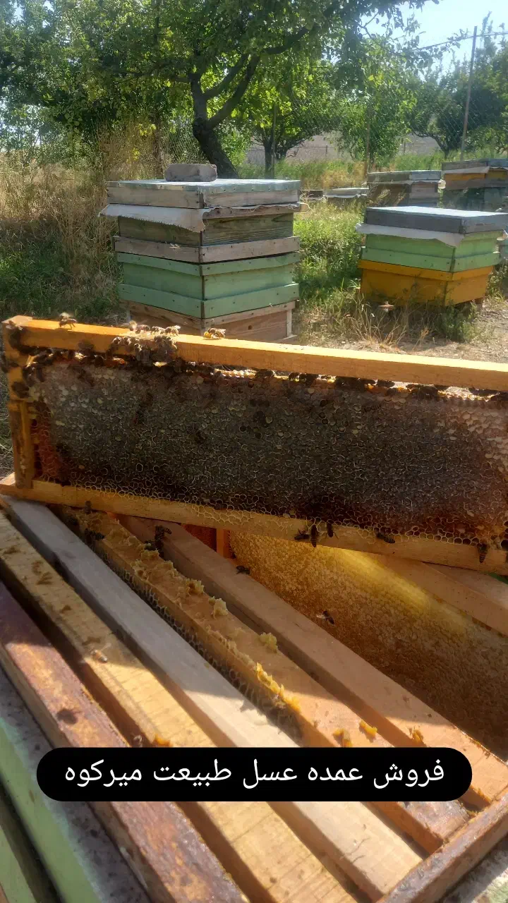 عسل کوهی میرکوه|خوردنی و آشامیدنی|سراب, |دیوار