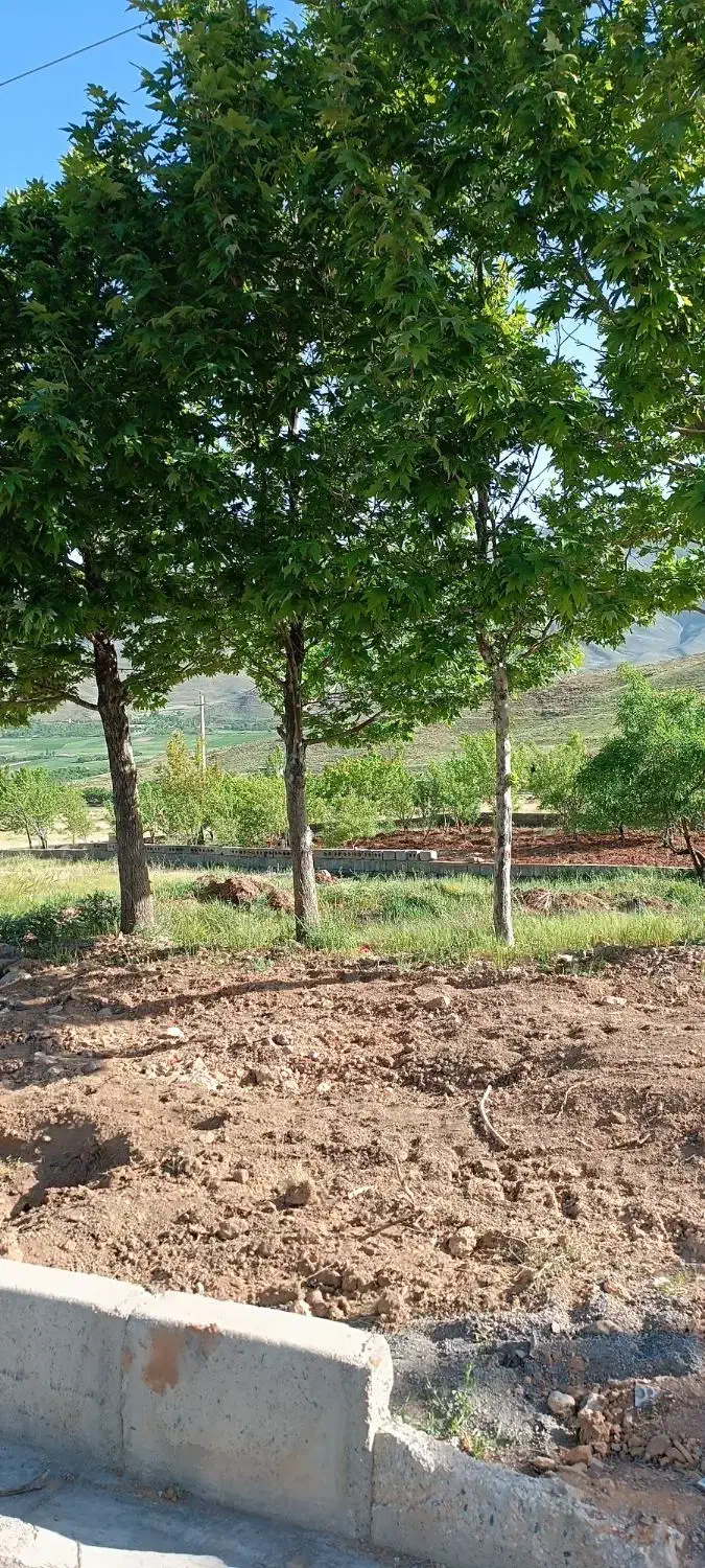 هرس درختان و سم پاشی|خدمات باغبانی و درختکاری|فولادشهر, مسکن مهر فولادشهر|دیوار